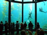 Monterey Aquarium